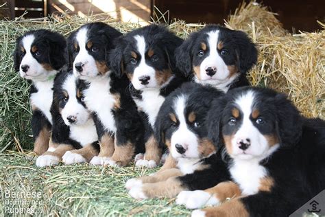 Bernese mountain dog breeders near me - Find a Bernese Mountain Dog puppy from reputable breeders near you in Virginia. Screened for quality. Transportation to Virginia available. Visit us now to find your dog. Find a Bernese Mountain Dog puppy from reputable breeders near you in Virginia. ... I’m a stay at home dedicated breeder of quality Bernese Mountain Dog puppies. I strive to …
